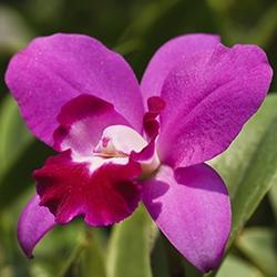 Orchid Cattleya