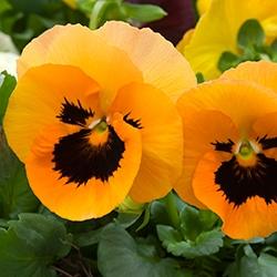 Pansy