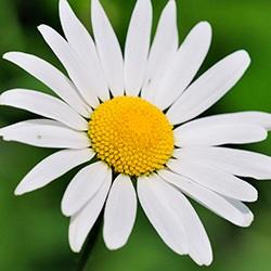 Oxeye Daisy