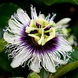 Passion Flower