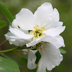 Pear Blossom