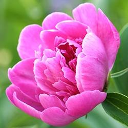 Peony