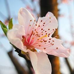 Peach Blossom