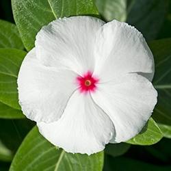 Periwinkle (White)