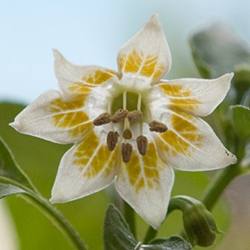 Pepper Flower