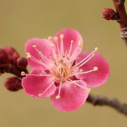 Plum Blossom