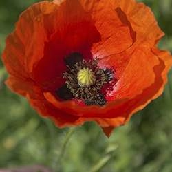 Poppy (Red)