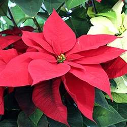 Poinsettia