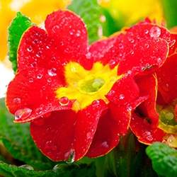 Primrose (Red)