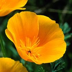 Poppy (Yellow)