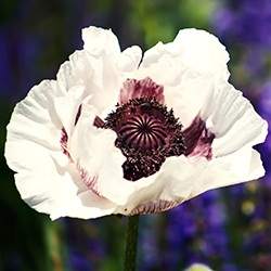 Poppy (White)