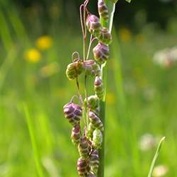 Quaking Grass