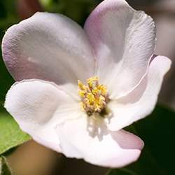 Quince Blossom