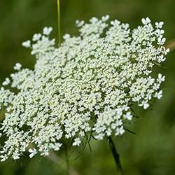 Queen Anne's Lace