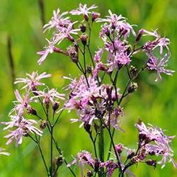 Ragged Robin