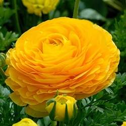 Ranunculus