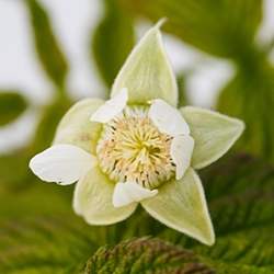 Raspberry Blossom