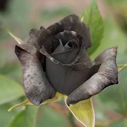 Rose (Black)