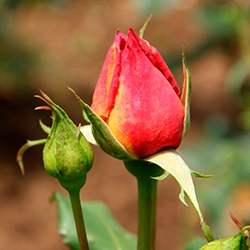 Rose (Bud red)