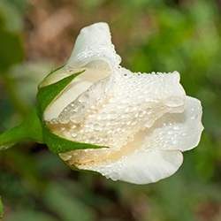 Rose (Bud white)