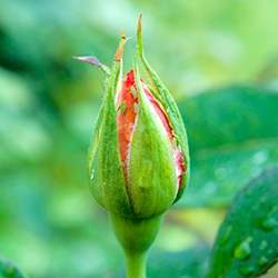 Rose (Bud)