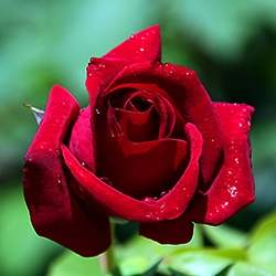 Rose (Dark crimson)