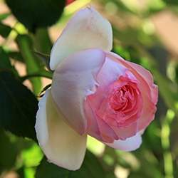 Rose (Light pink)