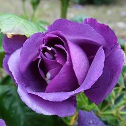 Rose (Lavender)