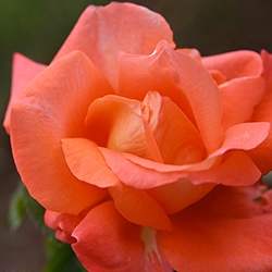Rose (Orange, Coral)