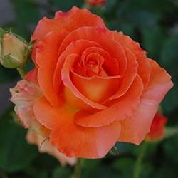 Rose (Peach)