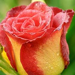 Rose (Red and Yellow mixed)