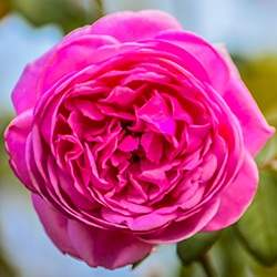 Rose (Thornless)