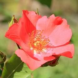 Rose (Wild)