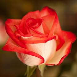Rose (Red on White)