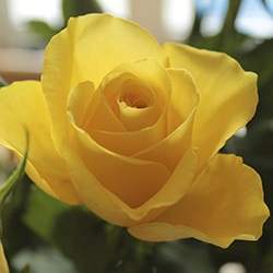 Rose (Yellow)