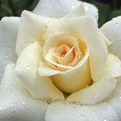Rose (White)