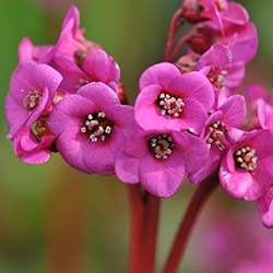 Saxifrage