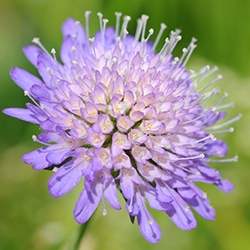 Scabious