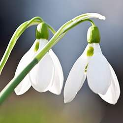 Snowdrop