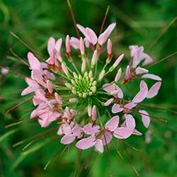 Spider Flower (Cleome)