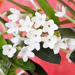 Stephanotis (Madagascar Jasmine)