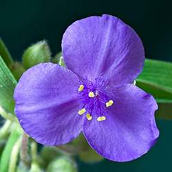 Spiderwort