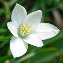 Star of Bethlehem