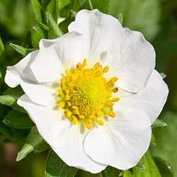 Strawberry Flower