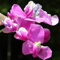 Sweet Pea Flower