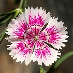 Sweet William