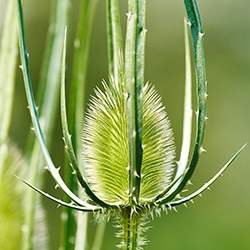 Teasel Flower