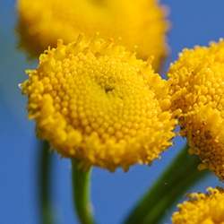 Tansy