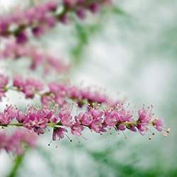 Tamarisk (Salt Cedar)