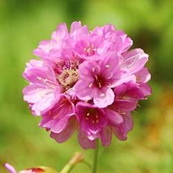 Thrift (Sea Pinks)